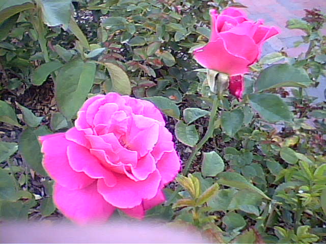 rose taken with lg 225 camera