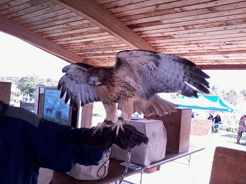 raptor red-tailed hawk taken with Samsung Galaxy Precedent