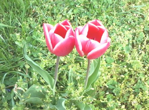 Tulips taken with Galaxy Precedent